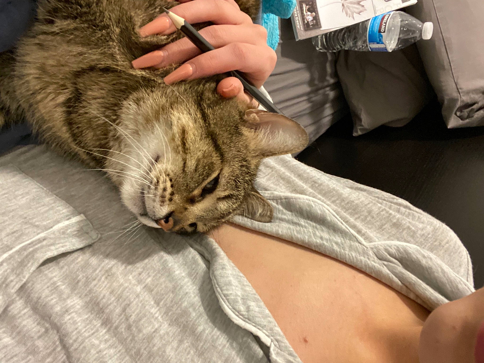 Squatch is registered to the contest to win money with this photo: bed, carnivore, cat, claw, comfort, domestic_short_haired_cat, ear, felidae, fur, gesture, human_leg, linens, nail, nap, paw, sitting, small_to_medium_sized_cats, snout, vertebrate, whiskers