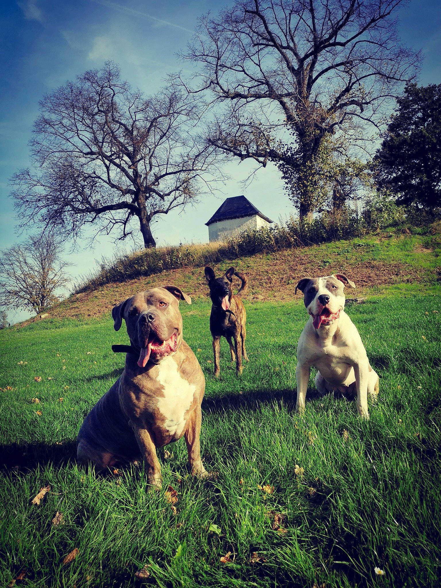 Iro participe au concours pour gagner de l'argent avec cette photo : canidae, carnivore, cloud, companion_dog, dog, dog_breed, fawn, grass, grassland, happy, landscape, morning, mountainous_landforms, natural_landscape, people_in_nature, plant, sky, tints_and_shades, tree, working_animal