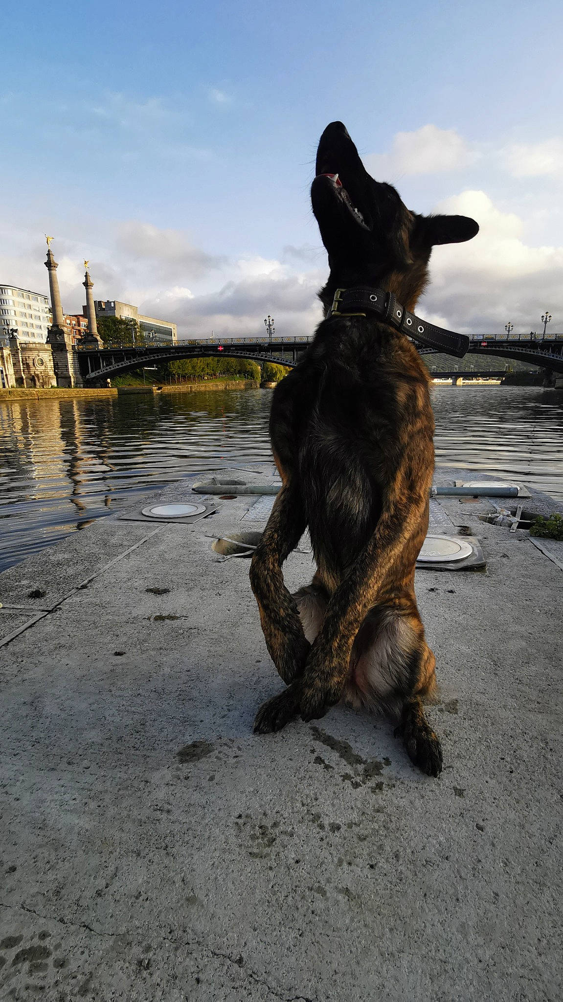 Iro participe au concours pour gagner de l'argent avec cette photo : art, canidae, carnivore, cloud, collar, dog, dog_breed, east_european_shepherd, fawn, german_shepherd_dog, guard_dog, herding_dog, old_german_shepherd_dog, sky, snout, sporting_group, tail, water, wood, working_dog