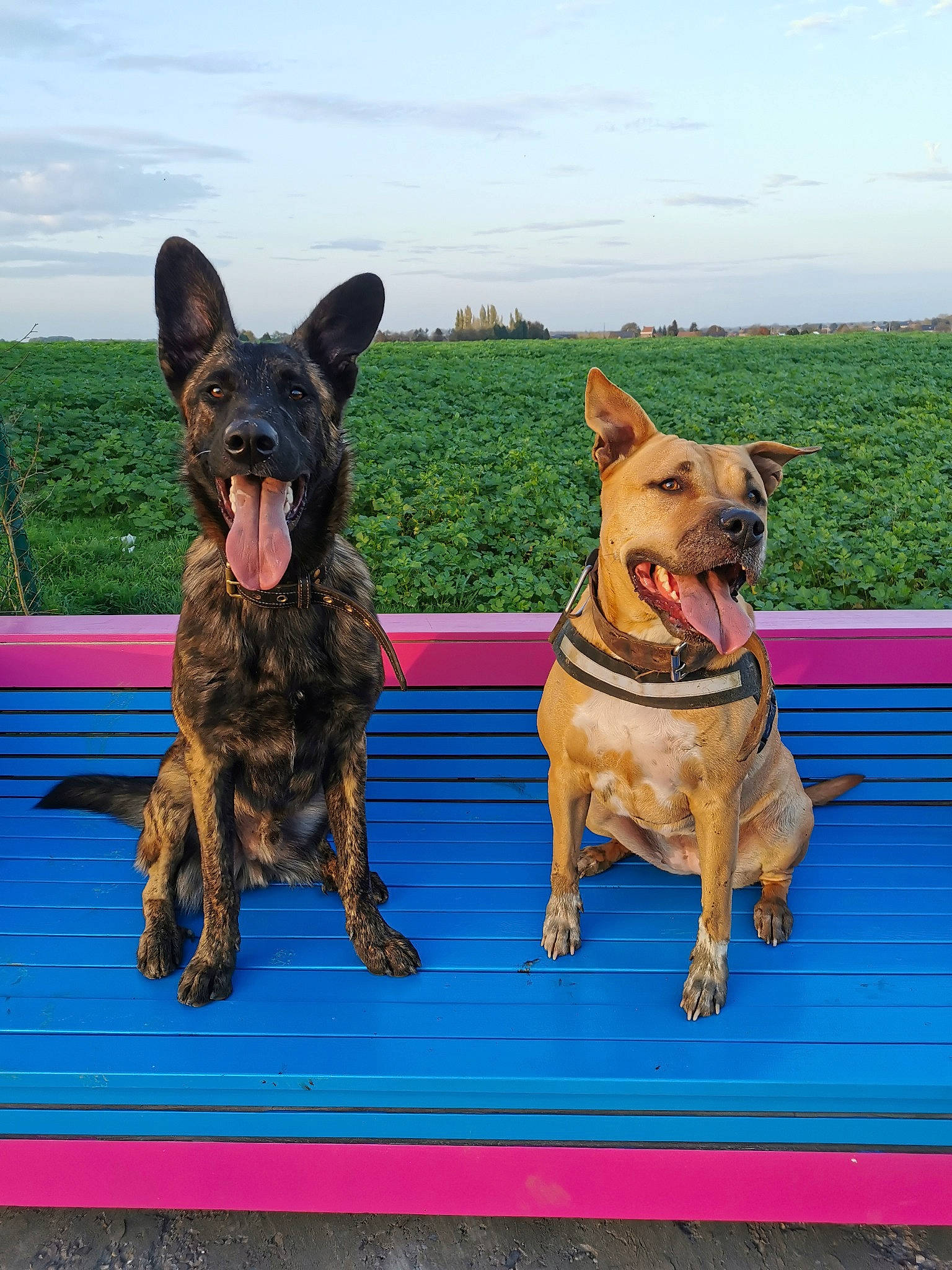 Iro a rejoint le concours — aidez-le/la à gagner de superbes lots ! canidae, carnivore, cloud, collar, companion_dog, dog, dog_breed, dog_collar, dog_supply, fawn, grass, guard_dog, herding_dog, plant, sky, snout, sporting_group, wood, working_animal, working_dog