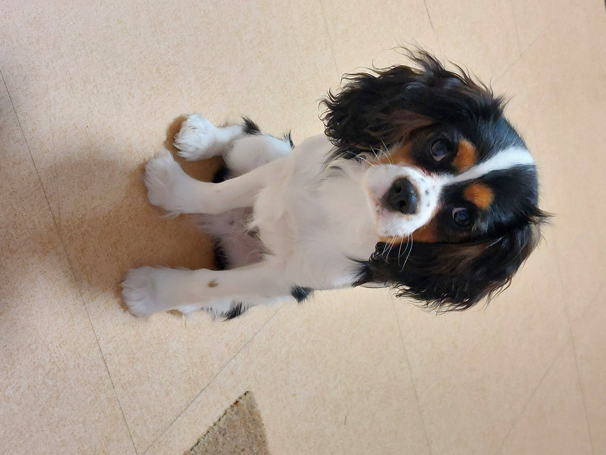 Snooky participe au concours pour gagner de l'argent avec cette photo : canidae, carnivore, cavalier_king_charles_spaniel, companion_dog, dog, dog_breed, dog_supply, eyewear, fawn, flooring, fur, goggles, paw, snout, spaniel, sporting_group, tail, toy_dog, whiskers, working_animal