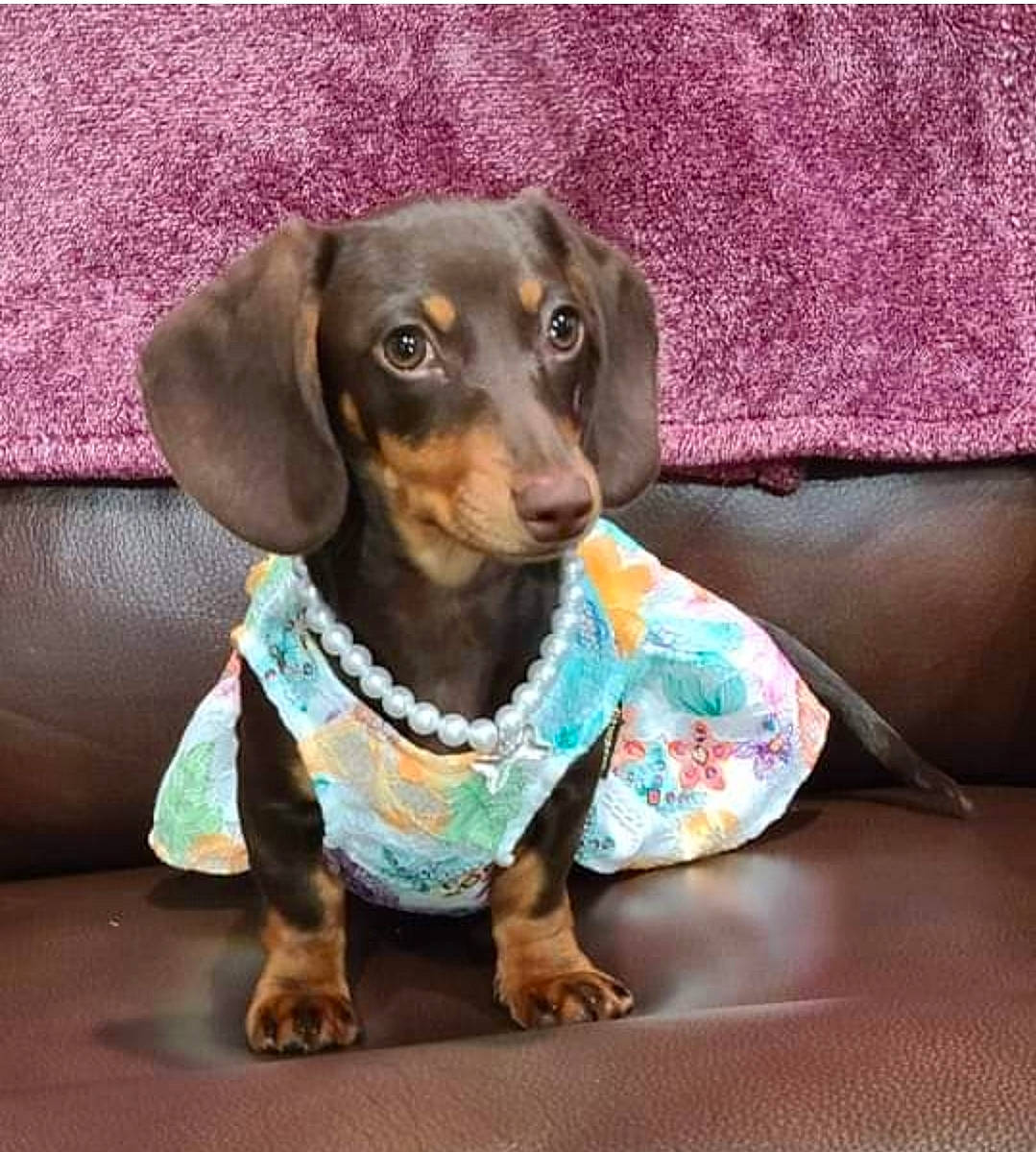 Gertie joined the competition — help win amazing prizes! brown, canidae, carnivore, collar, comfort, companion_dog, dog, dog_breed, dog_clothes, fawn, liver, metal, pet_supply, puppy, sleeve, snout, sporting_group, toy_dog, whiskers, working_animal