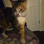 Lucy joined the competition — help win amazing prizes! animal, bed, blanket, bow_tie, cat, curious, cute, domestic, door, feline, fur, house, indoor, licking, pattern, paw, pet, striped, tabby, whiskers