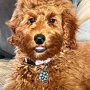 Coco is registered to the contest to win money with this photo: dog, puppy, golden_doodle, curly_fur, collar, pet_tag, indoor, couch, furniture, brown_fur, close_up, cute, animal, domestic_animal, mammal, pet, relaxed, looking_at_camera, tongue, snout