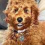 dog, puppy, golden_doodle, curly_fur, collar, pet_tag, indoor, couch, furniture, brown_fur, close_up, cute, animal, domestic_animal, mammal, pet, relaxed, looking_at_camera, tongue, snout
