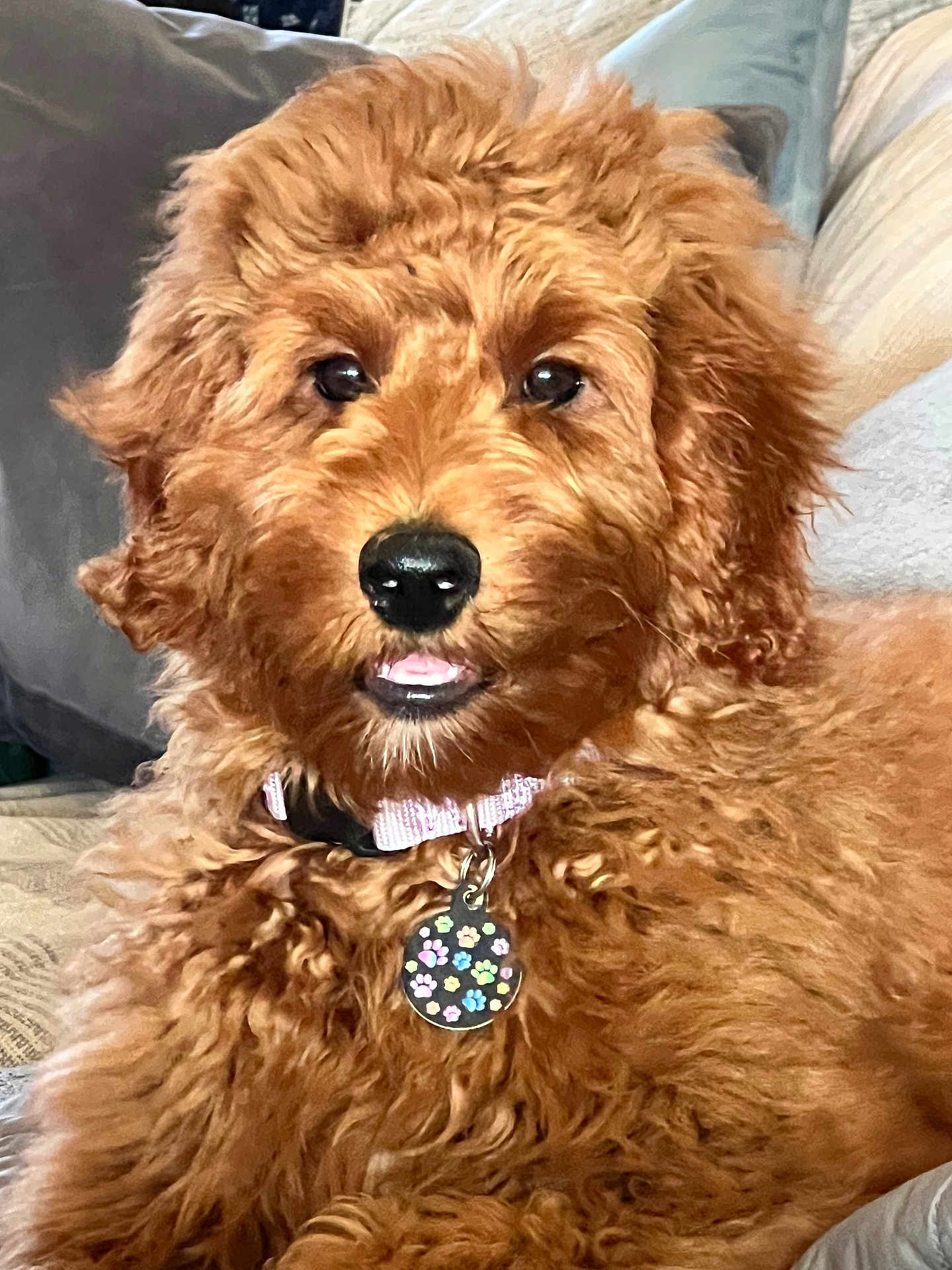 Coco is registered to the contest to win money with this photo: dog, puppy, golden_doodle, curly_fur, collar, pet_tag, indoor, couch, furniture, brown_fur, close_up, cute, animal, domestic_animal, mammal, pet, relaxed, looking_at_camera, tongue, snout