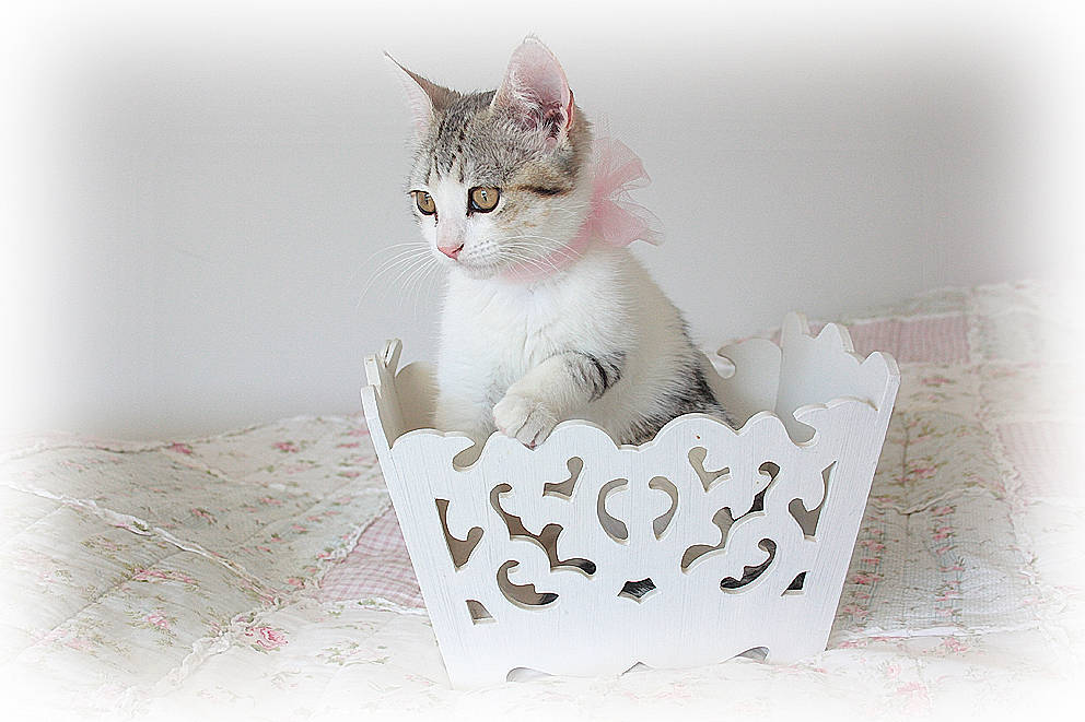 Josette a rejoint le concours — aidez-le/la à gagner de superbes lots ! aegean_cat, american_wirehair, asian, burmilla, carnivore, cat, domestic_short_haired_cat, european_shorthair, felidae, kitten, maine_coon, mammal, small_to_medium_sized_cats, vertebrate, whiskers