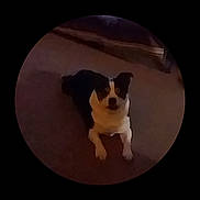 Diamond joined the competition — help win amazing prizes! animal, black_and_white, blurry, canine, carpet, dim_lighting, dog, domestic, floor, fur, house, indoor, lying_down, pet, quiet, relaxed, resting, shadow, small_dog, vignette