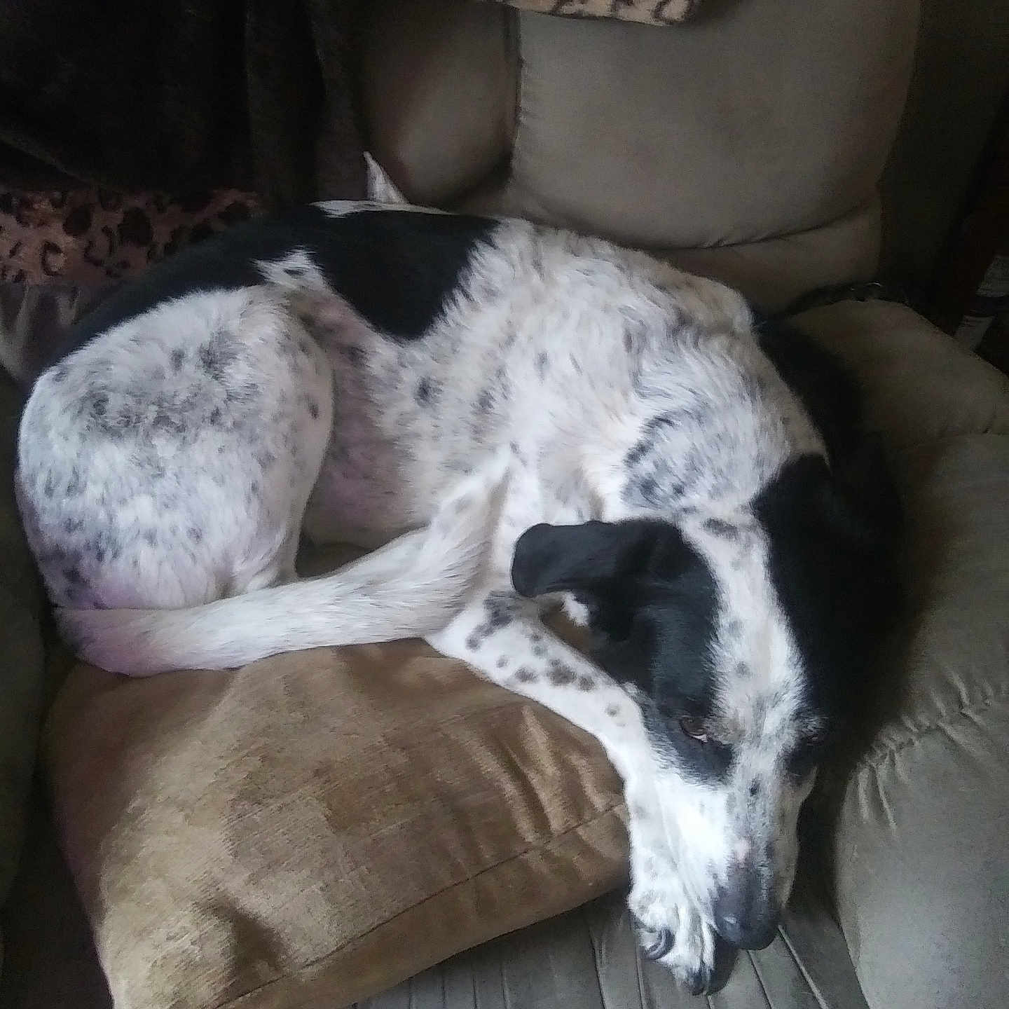 Molly is registered to the contest to win money with this photo: animal, black_and_white, blanket, canine, comfort, couch, dog, domestic, fur, furniture, home, indoor, laying_down, pet, pillow, quiet, relaxing, resting, sleepy, spot