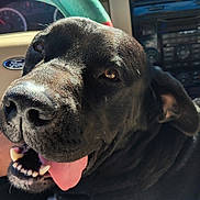 Goober is registered to the contest to win money with this photo: dog, black_dog, tongue_out, car_interior, steering_wheel, rainbow_steering_wheel_cover, pet, animal, happy, close_up, vehicle_dashboard, sunlight, seat, canine, companion, domestic_animal, mouth, teeth, fur, ear