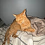 Rocky a rejoint le concours — aidez-le/la à gagner de superbes lots ! cat, orange_tabby, sleeping, bed, blanket, cozy, indoor, pet, feline, striped, fur, whiskers, relaxed, domestic_animal, resting, comfort, cute, animal, cute_pet, soft