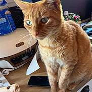 Rocky a rejoint le concours — aidez-le/la à gagner de superbes lots ! cat, orange_tabby, blue_eyes, kitchen, counter, phone, bread_maker, plant, window, curtains, wooden_surface, domestic, indoor, pet, whiskers, fur, curious, household, appliance, daylight