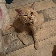 Lune Et Luna a rejoint le concours — aidez-le/la à gagner de superbes lots ! cat, tabby_cat, orange_cat, pet, indoor, wooden_floor, collar, curious, feline, animal, mammal, sitting, looking_up, flooring, domestic_cat, whiskers, ears, fur, close_up, home