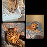 cat, tabby_cat, ginger_cat, striped_cat, feline, pet, indoor, blanket, chair, furniture, fur, resting, relaxed, portrait, animal, cute, whiskers, ears, eyes, collage