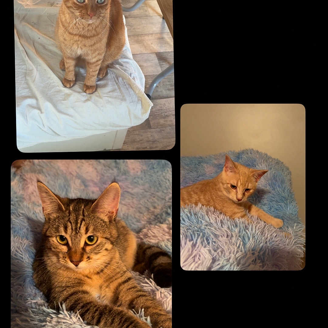 Rocky Et Ses Sœur participe au concours pour gagner de l'argent avec cette photo : cat, tabby_cat, ginger_cat, striped_cat, feline, pet, indoor, blanket, chair, furniture, fur, resting, relaxed, portrait, animal, cute, whiskers, ears, eyes, collage