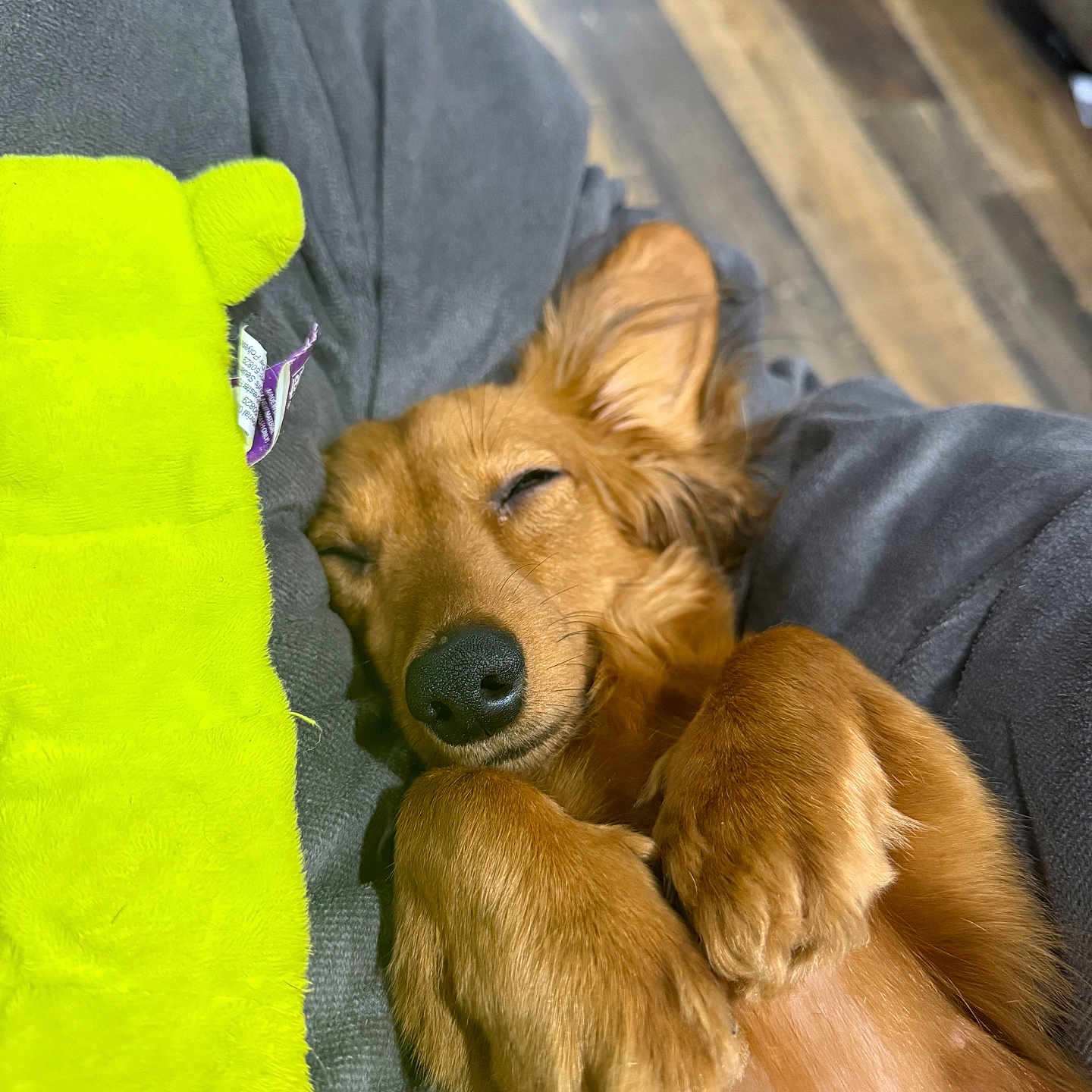 Buttercup is registered to the contest to win money with this photo: dog, sleeping, puppy, cozy, blanket, plush_toy, brown_fur, indoor, floor, wooden_floor, cute, pet, relaxed, resting, animal, snuggling, soft_texture, peaceful, paw, canine