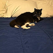 Tipsy joined the competition — help win amazing prizes! cat, black_and_white, bed, pillow, blanket, indoor, furniture, pet, animal, resting, cozy, wooden_shelf, household_items, curious, feline, domestic, comfort, living_space, relaxed, sleeping_area