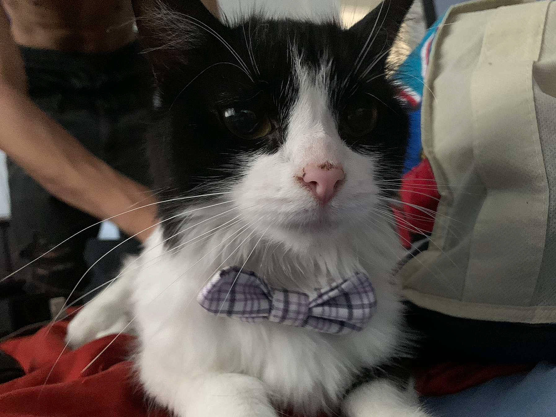 Fidji joined the competition — help win amazing prizes! carnivore, cat, claw, comfort, companion_dog, domestic_short_haired_cat, felidae, formal_wear, fur, pattern, paw, small_to_medium_sized_cats, snout, tail, vegetable, whiskers