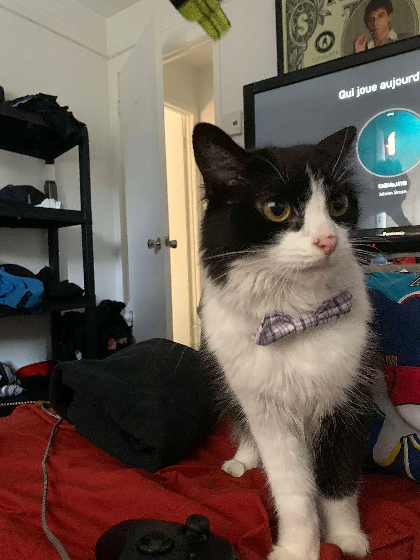 Fidji is registered to the contest to win money with this photo: bag, box, carnivore, cat, cat_furniture, domestic_short_haired_cat, felidae, flooring, fur, led_backlit_lcd_display, luggage_and_bags, picture_frame, room, shelf, shelving, small_to_medium_sized_cats, snout, tail, television, whiskers