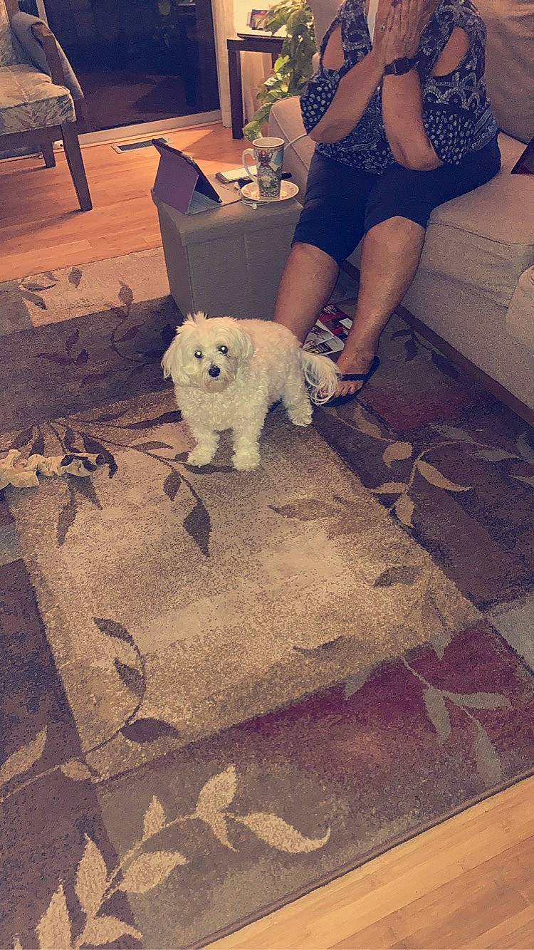 Maggie is registered to the contest to win money with this photo: black, carnivore, cloud, comfort, companion_dog, dog, dog_breed, fawn, floor, flooring, happy, human_leg, leg, selfie, snapshot, textile, thigh, toy, wood, yellow