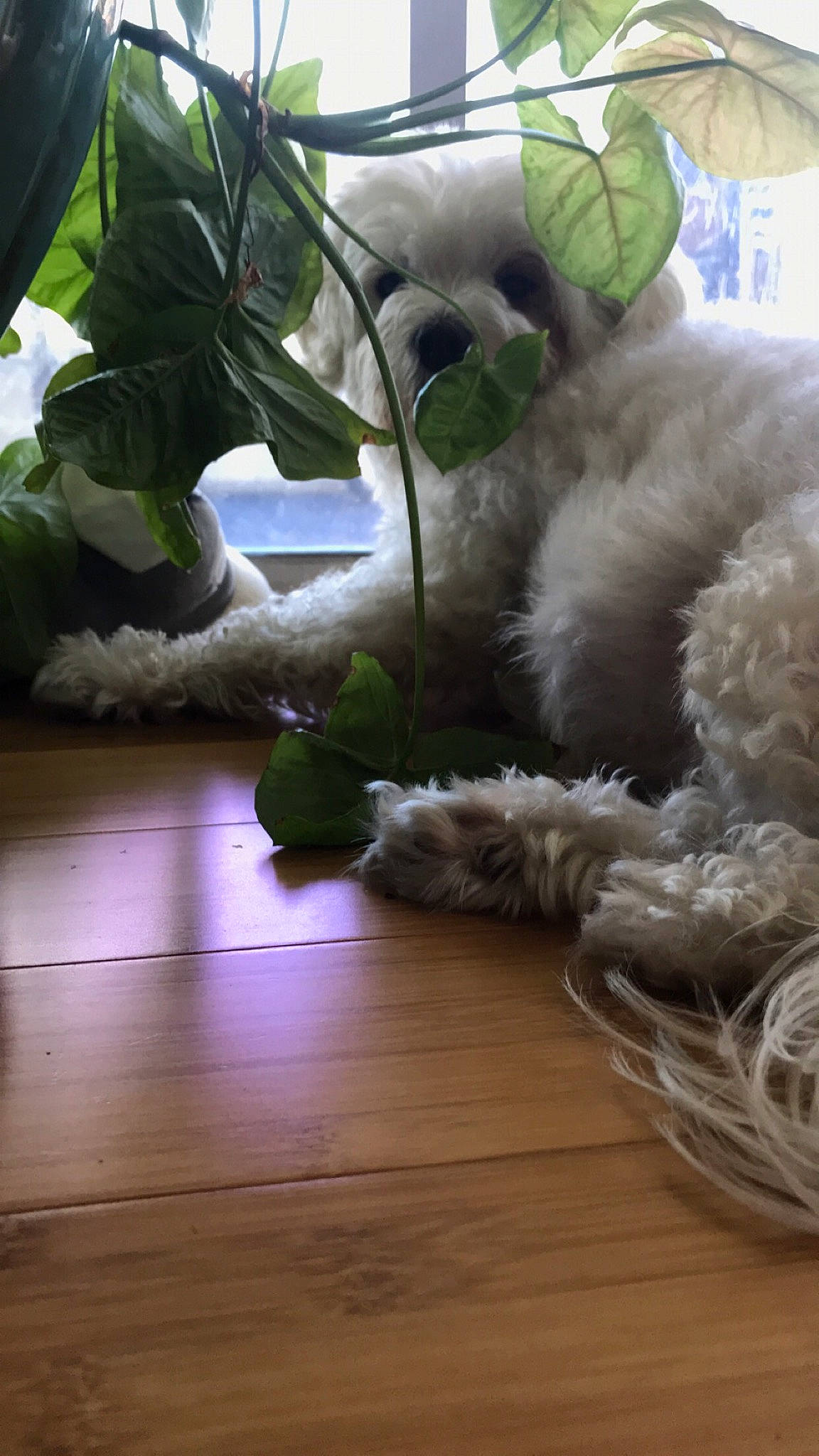 Maggie joined the competition — help win amazing prizes! companion_dog, dog_breed, feather, floor, flooring, flowering_plant, fur, fur_clothing, grass, hardwood, houseplant, laminate_flooring, plant, room, tail, toy, toy_dog, wood, wood_flooring, wool