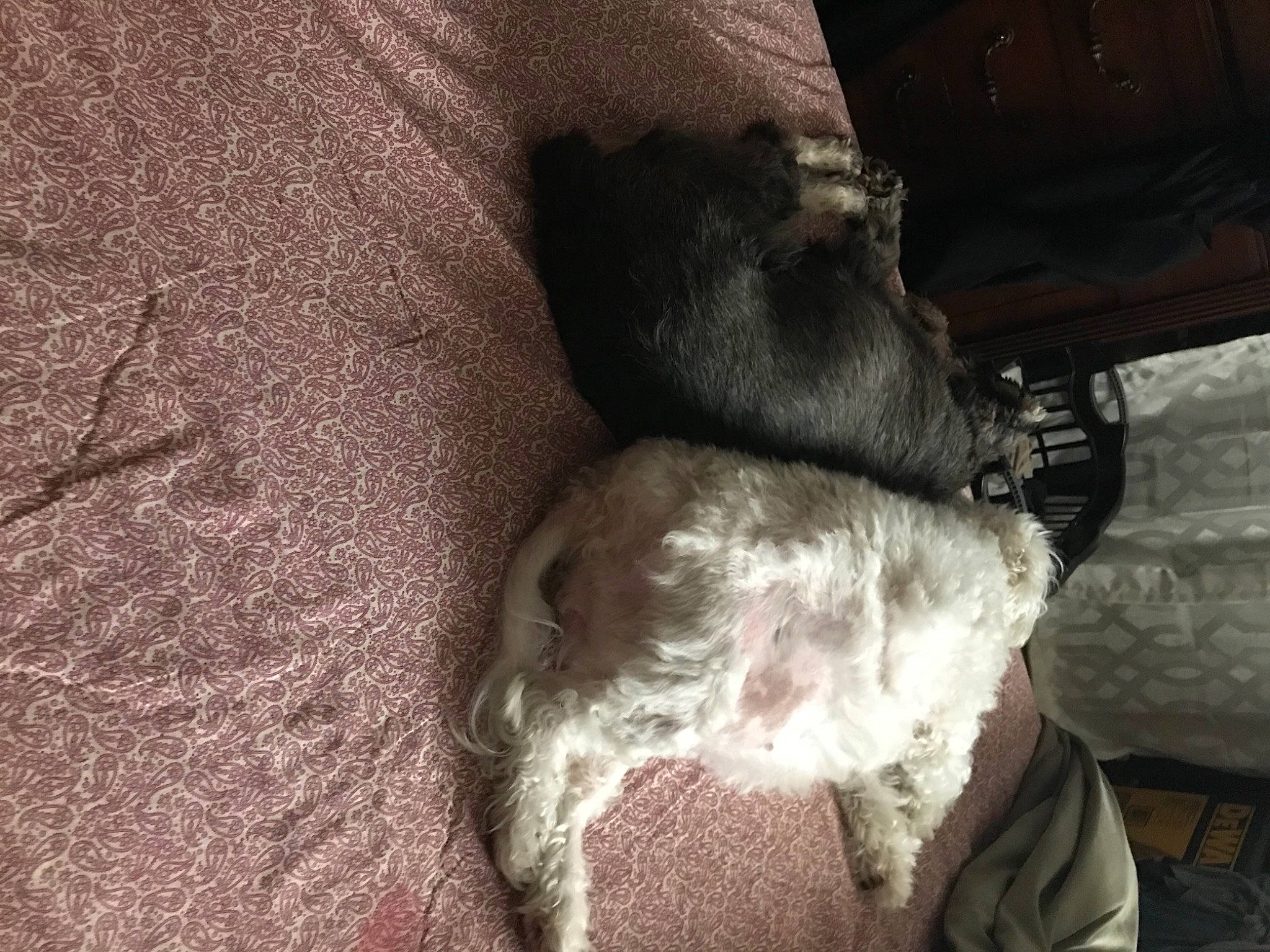 Maggie is registered to the contest to win money with this photo: brown, canidae, carnivore, comfort, companion_dog, dog, dog_breed, fur, grey, linens, liver, non_sporting_group, snout, sporting_group