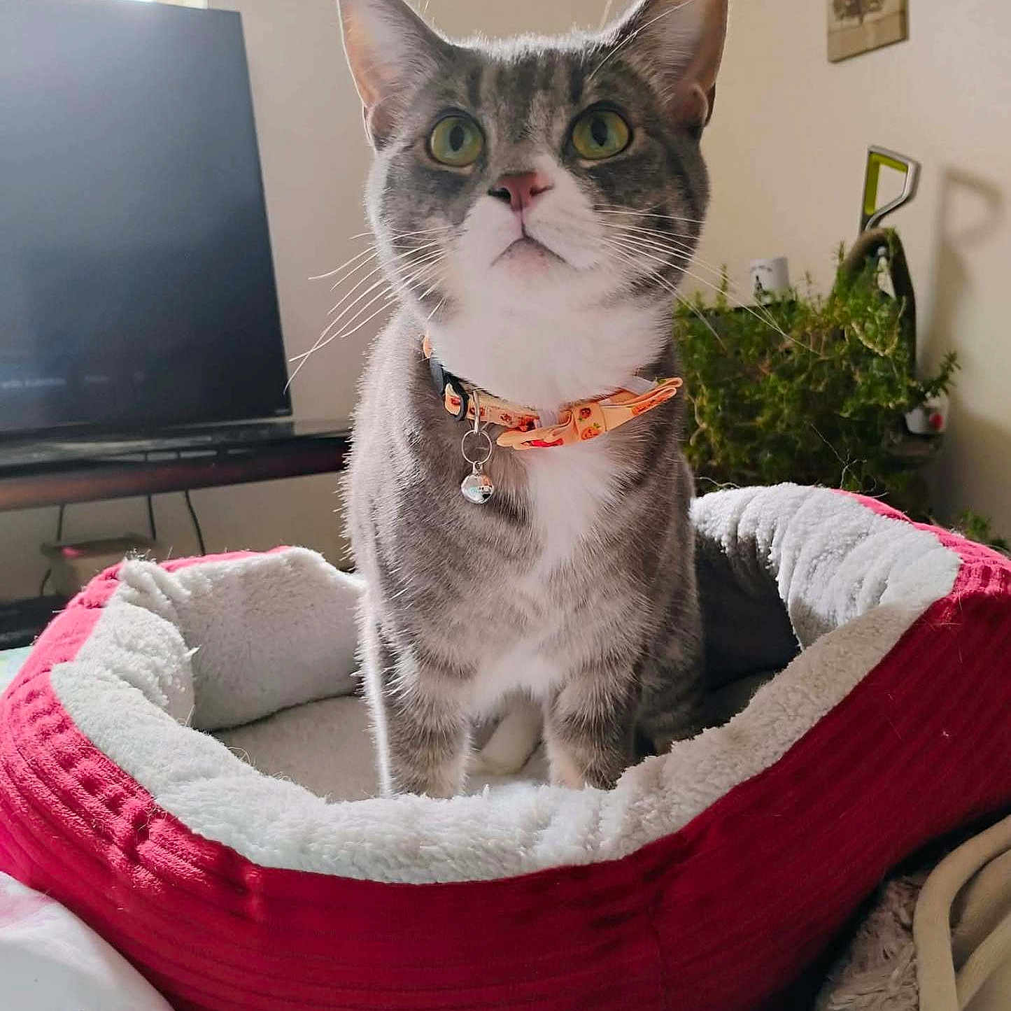 Ricky Bobby joined the competition — help win amazing prizes! animal, bell, cat, collar, cozy, curious, domestic_cat, feline, gray_fur, green_eyes, home_interior, indoor, looking_up, pet_bed, plant, soft_fabric, tabby_cat, television, wall_art, white_fur