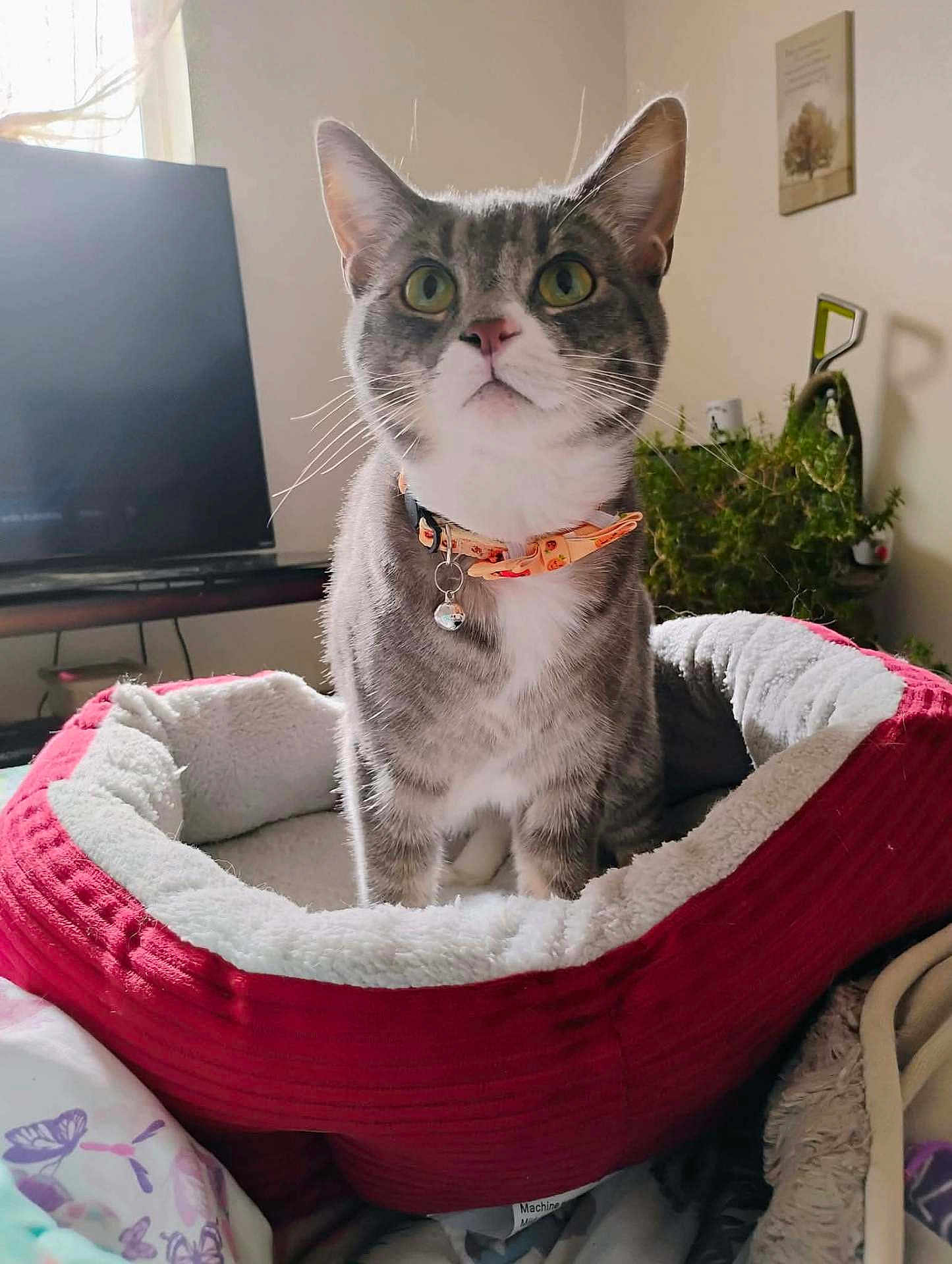 Ricky Bobby joined the competition — help win amazing prizes! cat, tabby_cat, pet_bed, collar, bell, indoor, green_eyes, feline, curious, cozy, home_interior, plant, television, wall_art, soft_fabric, gray_fur, white_fur, domestic_cat, looking_up, animal