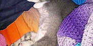 Ricky Bobby joined the competition — help win amazing prizes! cat, kitten, sleeping, stretching, blanket, crochet, purple, blue, orange, gray, white, indoor, cozy, feline, pet, resting, cute, soft, comfort, nap