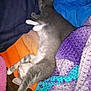 cat, kitten, sleeping, stretching, blanket, crochet, purple, blue, orange, gray, white, indoor, cozy, feline, pet, resting, cute, soft, comfort, nap