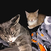 Ricky Bobby joined the competition — help win amazing prizes! cat, kitten, gray_tabby, orange_kitten, sleepy, resting, cozy, blanket, stars, moons, dark_background, pet, feline, whiskers, fur, closeup, indoor, cute, animal, companion