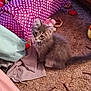 Rocky Sparkle is registered to the contest to win money with this photo: kitten, cat, gray_fur, fluffy, carpet, toy, polka_dot, tunnel, indoor, pet, cute, small, curious, animal, feline, playful, domestic, soft, young, whiskers