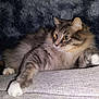 Rocky Sparkle is registered to the contest to win money with this photo: cat, feline, gray_cat, white_paws, fluffy, alert, couch, indoor, pet, furry, whiskers, relaxed, curious, closeup, animal, soft_texture, paws, home, cozy, furniture