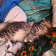 Rocky Sparkle joined the competition — help win amazing prizes! cat, sleeping, bed, blanket, pillow, fluffy, gray, white, striped, cozy, indoor, resting, feline, cute, domestic_animal, pet, comfort, relaxation, soft, fur