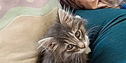 Rocky Sparkle joined the competition — help win amazing prizes! kitten, cat, pet, fur, animal, cute, lap, person, clothing, blanket, bottle, plastic, indoor, cozy, resting, looking_up, whiskers, gray, white, soft