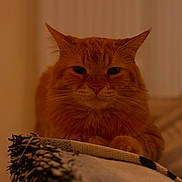 Toby is registered to the contest to win money with this photo: cat, ginger_cat, orange_cat, pet, feline, animal, portrait, closeup, whiskers, fur, ears, paws, blanket, cozy, indoor, home, sofa, relaxed, sleepy, calm