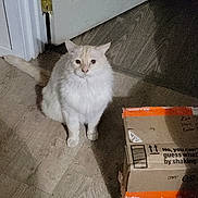 Clyde joined the competition — help win amazing prizes! animal, cardboard_box, cat, curious, dim_lighting, domestic_animal, door, door_hinge, feline, floor, furry, indoor, looking_up, orange_tape, pet, quiet, shadow, sitting, white_cat, wooden_floor