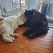 Clyde is registered to the contest to win money with this photo: black_cat, bottle, clutter, cozy, cuddling, domestic_cat, fur, home_interior, indoor, pet, porch, resting, screen, sliding_door, sunlight, trash_can, two_cats, white_cat, window, wooden_floor