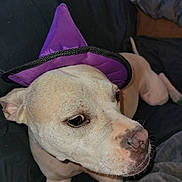 Nala joined the competition — help win amazing prizes! dog, pet, purple_hat, couch, indoor, close_up, white_dog, relaxed, blanket, animal, canine, portrait, fur, snout, ears, domestic_animal, companion, cute, laying_down, looking_away