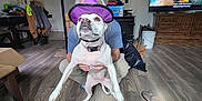 Nala is registered to the contest to win money with this photo: dog, purple_hat, person, living_room, wooden_floor, television, slippers, furniture, casual, indoor, pet, floor, hat, hands, crouching, box, fireplace, bucket, clothing, subtitles