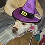 Nala joined the competition — help win amazing prizes! dog, purple_hat, witch_hat, pet, couch, blanket, cozy, indoor, animal, light_colored_dog, nail_art, hand, resting, calm, fabric, home, cute, holiday, halloween, decor