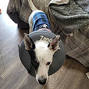 Jack is registered to the contest to win money with this photo: dog, pet, cone, blue_shirt, floor, bed, blanket, indoor, curious, ears, tail, black_and_white, animal, fur, looking_up, domestic, home, companion, cute, standing