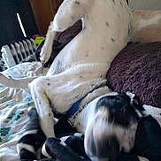 Jack is registered to the contest to win money with this photo: bed, black_markings, blanket, blur, canine, collar, cozy, dog, dresser, fur, indoor, motion_blur, paw, pet, pillow, playful, radiator, rolling, spotted, white_fur