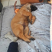 Taz participe au concours pour gagner de l'argent avec cette photo : animal, blanket, bone_toy, cozy, cute, dog, floor_tile, fur, furniture, indoor, papers, paw, pet, puppy, relaxation, resting, rope_toy, sleeping, toy, wooden_crate