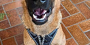 Taz a rejoint le concours — aidez-le/la à gagner de superbes lots ! animal, black, brown, canine, cute, daylight, dog, ears, german_shepherd, happy, harness, leash, looking_up, mouth_open, outdoor, pet, porch, puppy, sitting, tiles