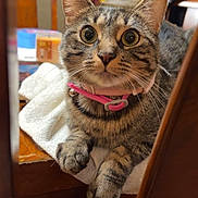 Tulip joined the competition — help win amazing prizes! cat, tabby_cat, pink_collar, wide_eyes, chair, wooden_furniture, white_towel, indoor, yellow_wall, red_curtain, flower, curious, pet, domestic_animal, feline, close_up, portrait, table, home, cozy