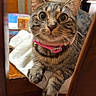 cat, tabby_cat, pink_collar, wide_eyes, chair, wooden_furniture, white_towel, indoor, yellow_wall, red_curtain, flower, curious, pet, domestic_animal, feline, close_up, portrait, table, home, cozy