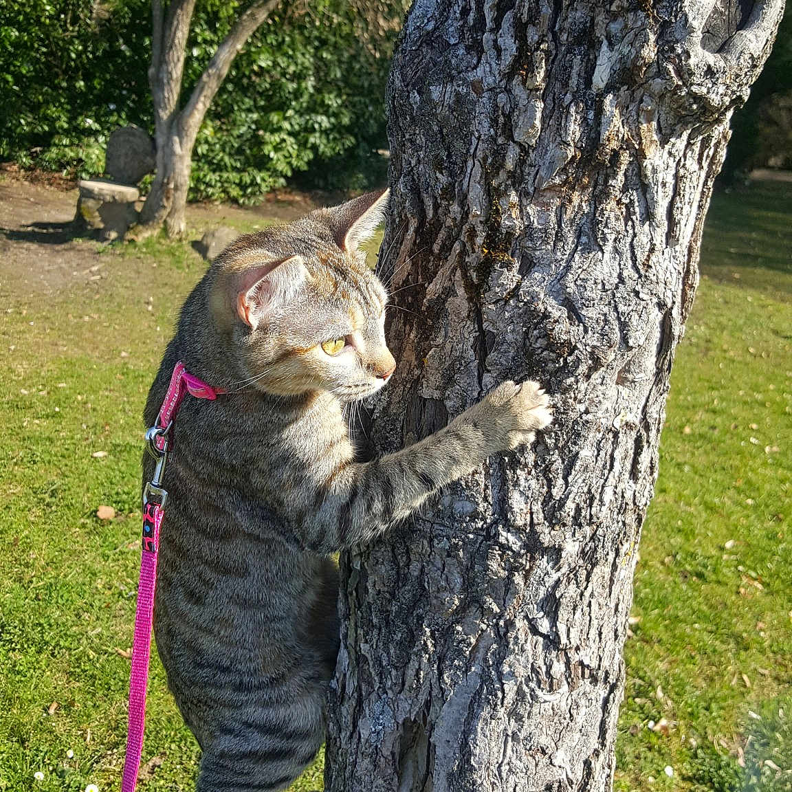 Tigresse a rejoint le concours — aidez-le/la à gagner de superbes lots ! birch_family, cat, felidae, plant, shellbark_hickory, small_to_medium_sized_cats, tree, trunk, woody_plant
