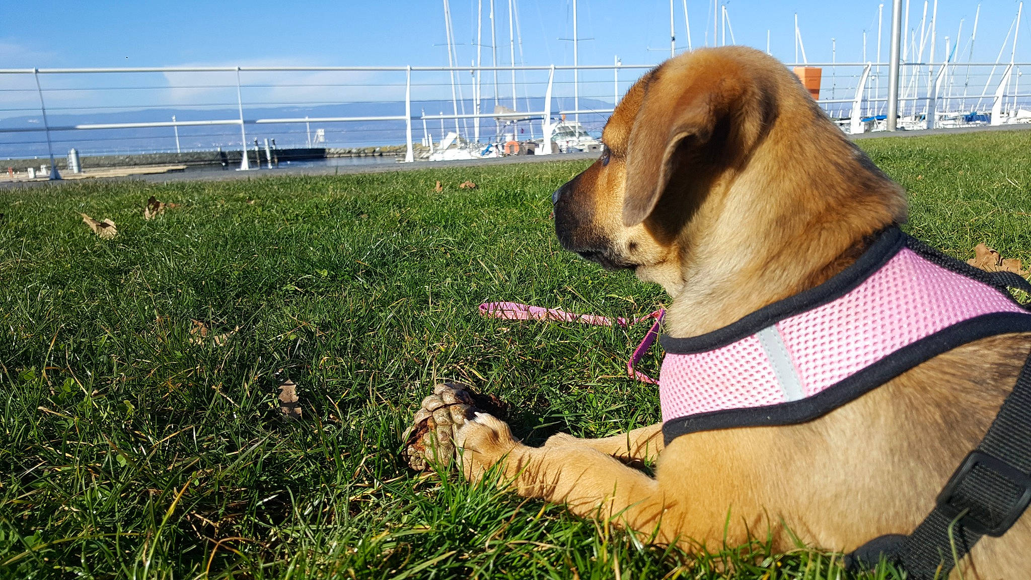 Clover a rejoint le concours — aidez-le/la à gagner de superbes lots ! canidae, carnivore, companion_dog, dog, dog_breed, grass, grass_family, lawn, plant, puggle, puppy