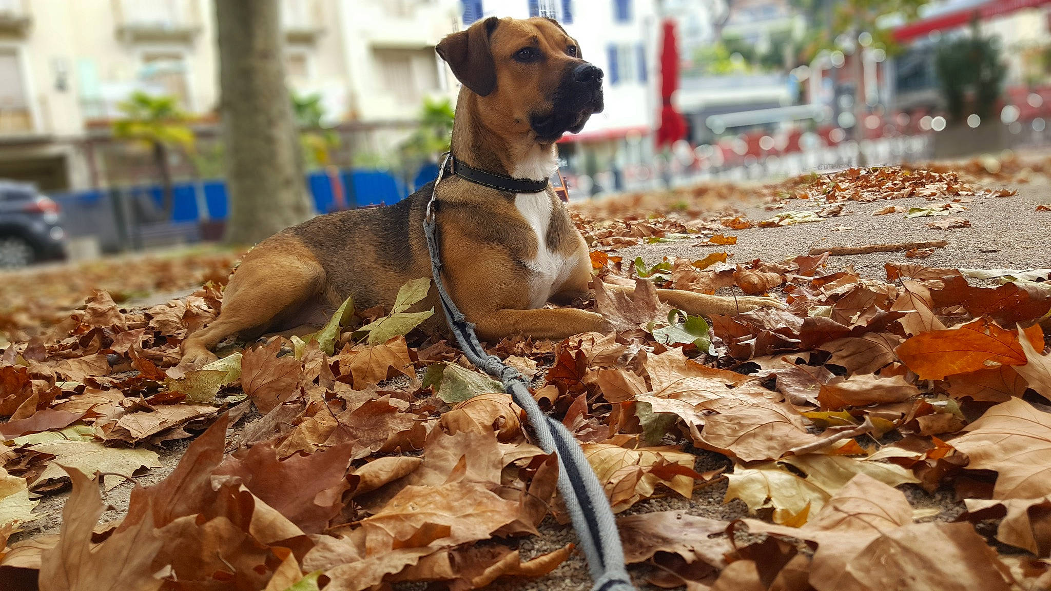Clover participe au concours pour gagner de l'argent avec cette photo : american_pit_bull_terrier, american_staffordshire_terrier, canidae, carnivore, companion_dog, dog, dog_breed, fawn, leaf, mountain_cur, non_sporting_group, rare_breed_dog, snout, sporting_group, working_dog